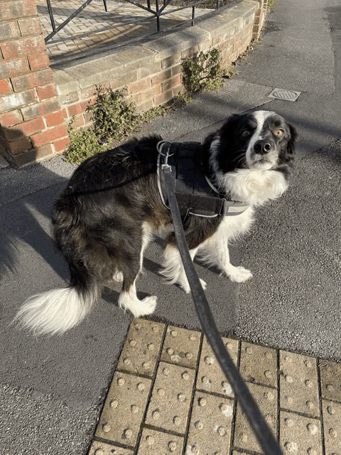 a black and white dog wearing a harness is standing on a sidewalk