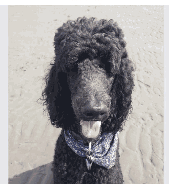 a black poodle wearing a blue and white bandana looks at the camera
