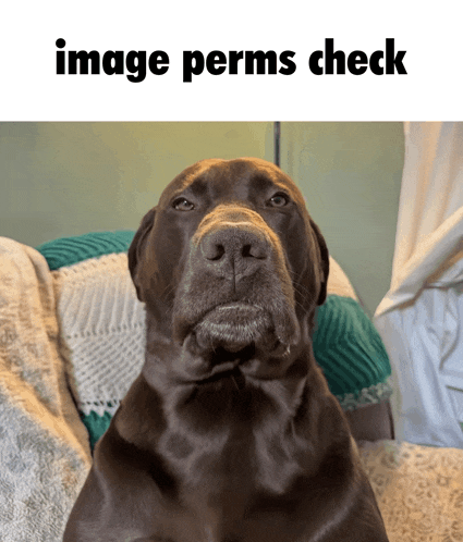 a brown dog laying on a couch with the words image perms check below it