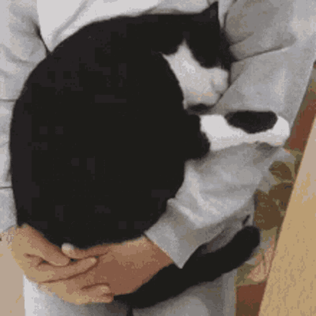 Cuddle Snuggle GIF - Cuddle Snuggle Cat GIFs