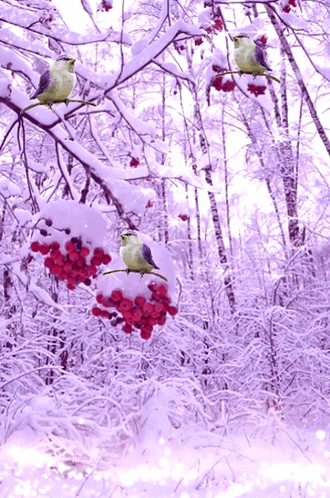зима природа GIF - зима природа рябина GIFs