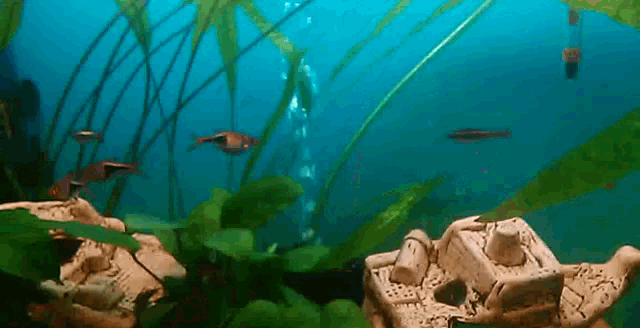 a few fish are swimming in a tank with plants