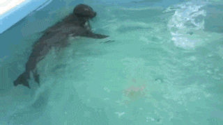 a dog is swimming in a pool with a pink ball .