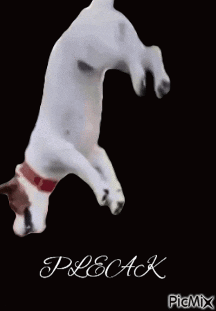 a picture of a dog jumping in the air with the name poleack written below it