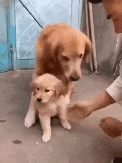 Puppy Dog GIF - Puppy Dog Cuddle GIFs