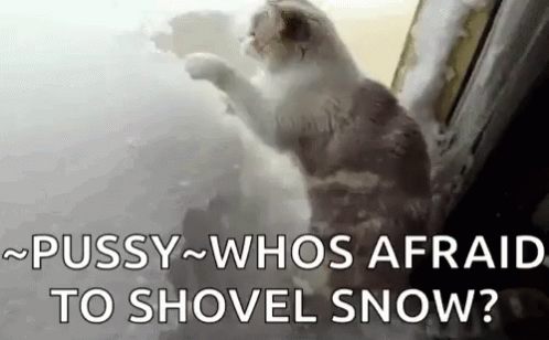 Snowing Winter GIF - Snowing Winter Cat GIFs