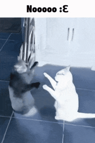 two cats are standing on their hind legs in front of a door with the words nooooo : e above them
