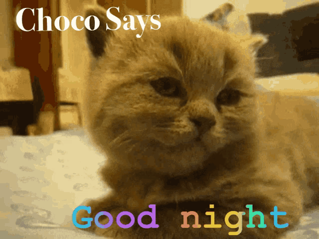Good Night Choco Says GIF - Good Night Choco Says Choco GIFs