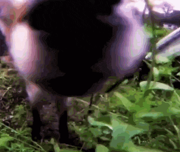 a cow is standing in the grass and looking at the camera