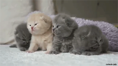 Widdle Babies! GIF - Kitten Kittens Cute GIFs