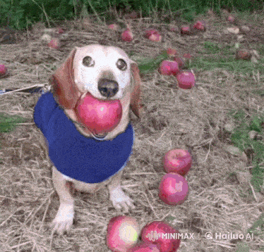 a dog wearing a blue sweater is holding a red apple in its mouth