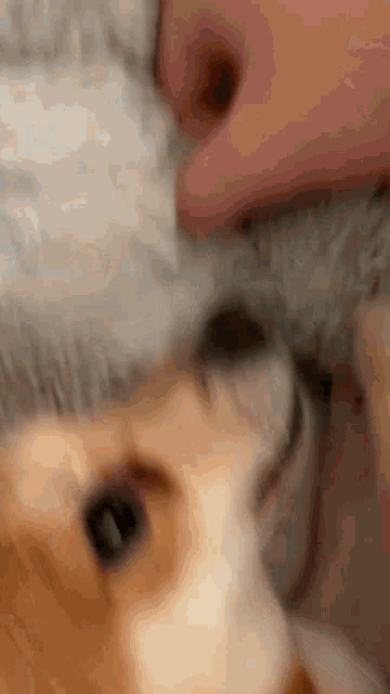 a close up of a person petting a dog on its head .