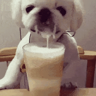 Dog Dog Having Milk Shake GIF - Dog Dog Having Milk Shake Yummy GIFs