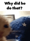 a close up of a cat 's face with the words `` why did he do that ? ''