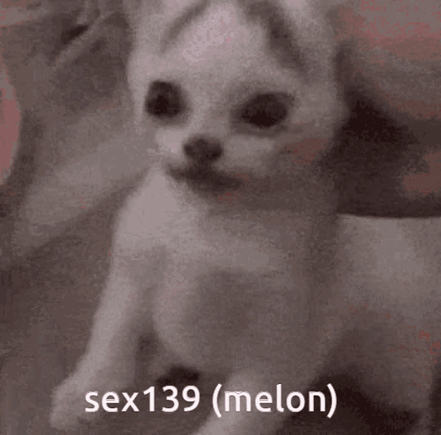 a picture of a cat with the words sex139 ( melon ) written below it