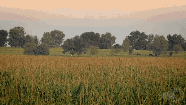 Air Time Corn Field GIF