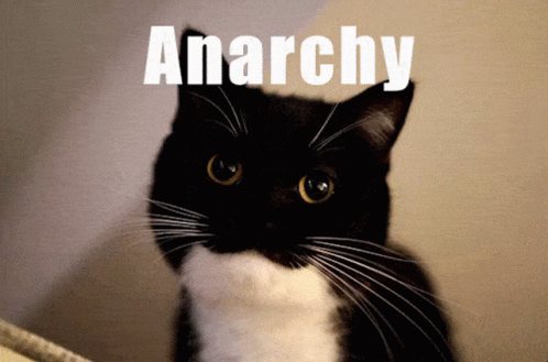 Cat Anarchy GIF - Cat Anarchy Cute GIFs