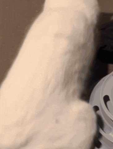 a white cat is sitting in front of a white object