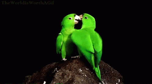 Parrot Kissing GIF - Parrot Kissing Sweet GIFs