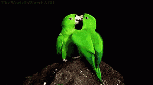 two green birds kissing on a rock with the words " the world is worth a gif " below them