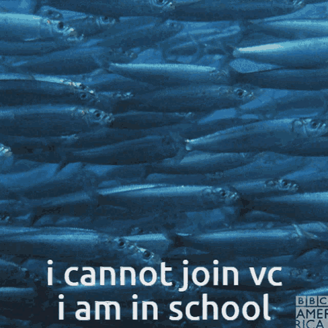 Fish Vc Vc Fish GIF - Fish Vc Vc Fish Fish GIFs