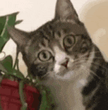 a close up of a cat looking at the camera while sitting next to a plant .