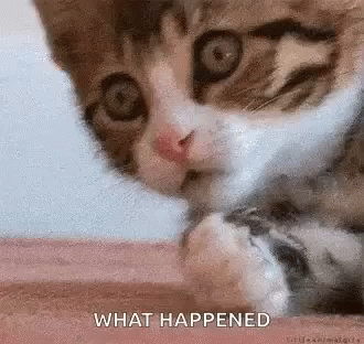 Funny Animals Kitten Cute GIF - Funny Animals Kitten Cute What Happened GIFs