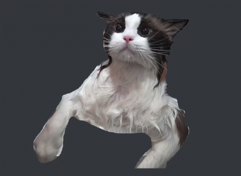 Wet Cat GIF - Wet Cat GIFs