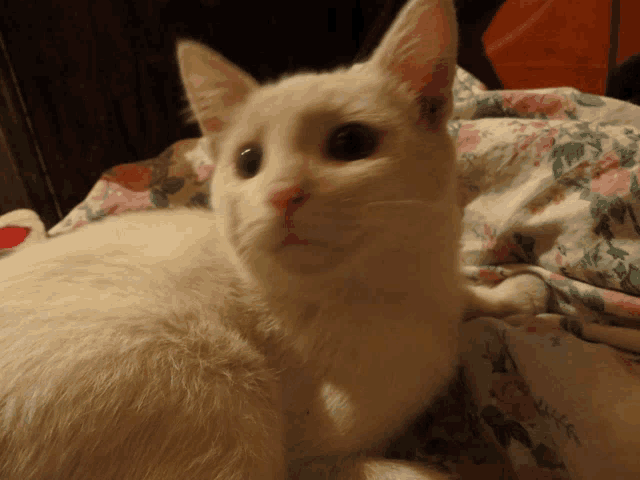 a close up of a white cat laying on a floral blanket