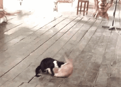 Puppies Dogs GIF - Puppies Dogs Animals GIFs