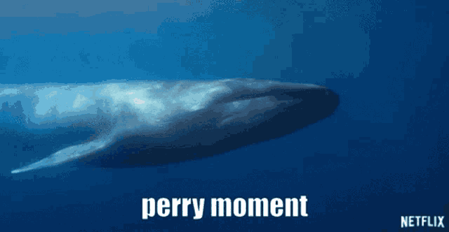 a whale is swimming in the ocean with the words perry moment below it