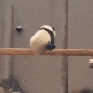 Panda Sleep GIF - Panda Sleep Panda GIFs