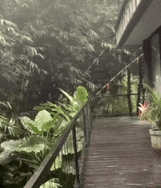a wooden walkway with a railing surrounded by trees and plants