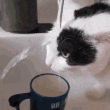 a black and white cat is drinking water from a blue cup .