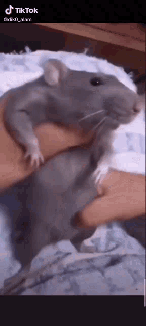 Rat Cute Rat GIF