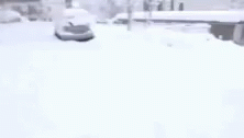 Snow Dog GIF - Snow Dog Stuck GIFs