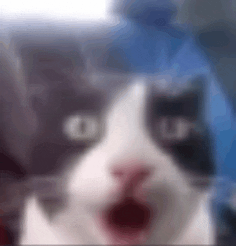 a blurry picture of a black and white cat with its mouth wide open