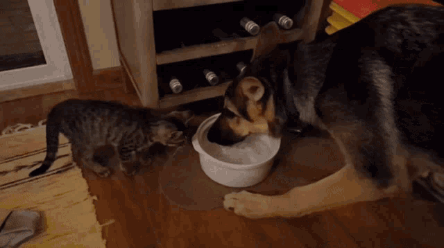 Can Cat And Dog Share Water Bowl GIF - Can Cat And Dog Share Water Bowl GIFs