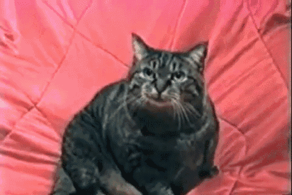 Cat Attack GIF - Cat Kitten Funny GIFs