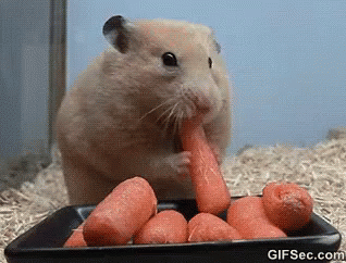 Hungry GIF - Hamster Hungry Stuffing GIFs