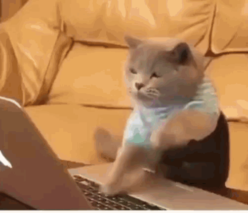 Cats Chat GIF - Cats Chat GIFs