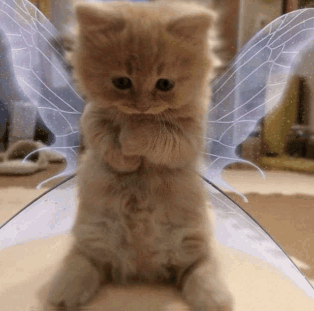 a kitten with fairy wings on its back