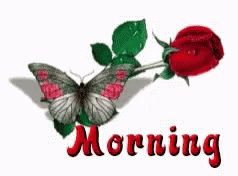 Morning Butterfly GIF - Morning Butterfly Rose GIFs