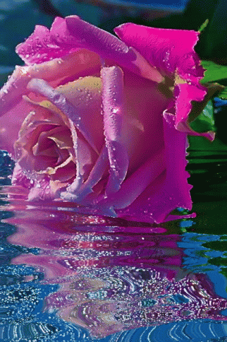 a pink rose with water drops on it is reflected in a body of water