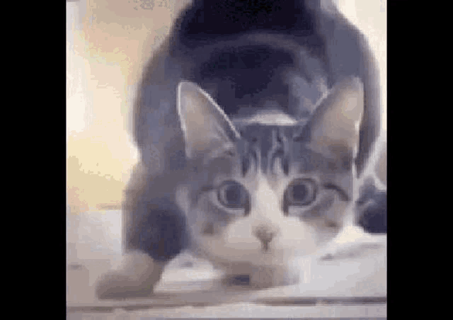 a close up of a cat laying on its back with another cat behind it .