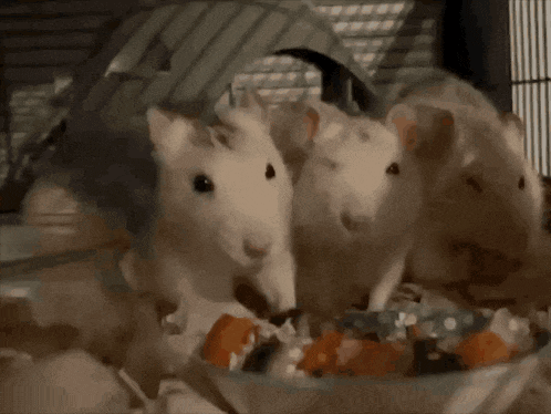 a group of white mice are eating from a bowl of food