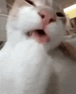 Cat Chewing Paws Nervous GIF - Cat Chewing Paws Paws Nervous GIFs