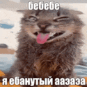 a cat is making a funny face with its tongue hanging out .