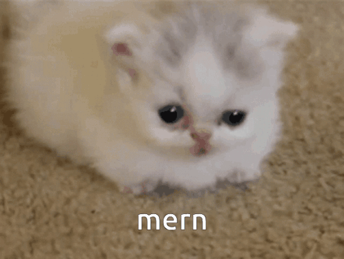 Mern Kitten GIF - Mern Kitten Mern Kitten GIFs