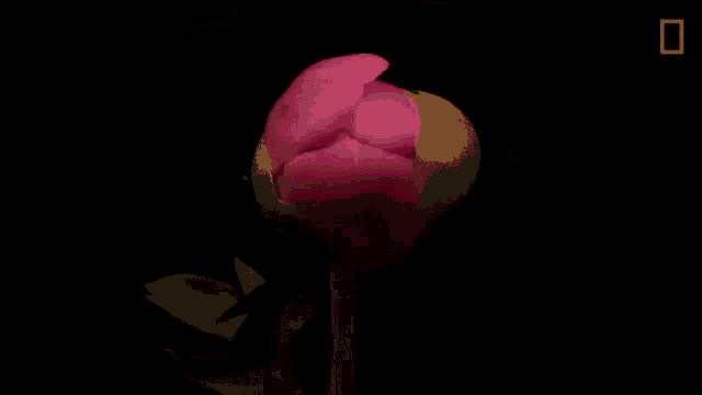 a close up of a pink flower with the national geographic logo in the corner